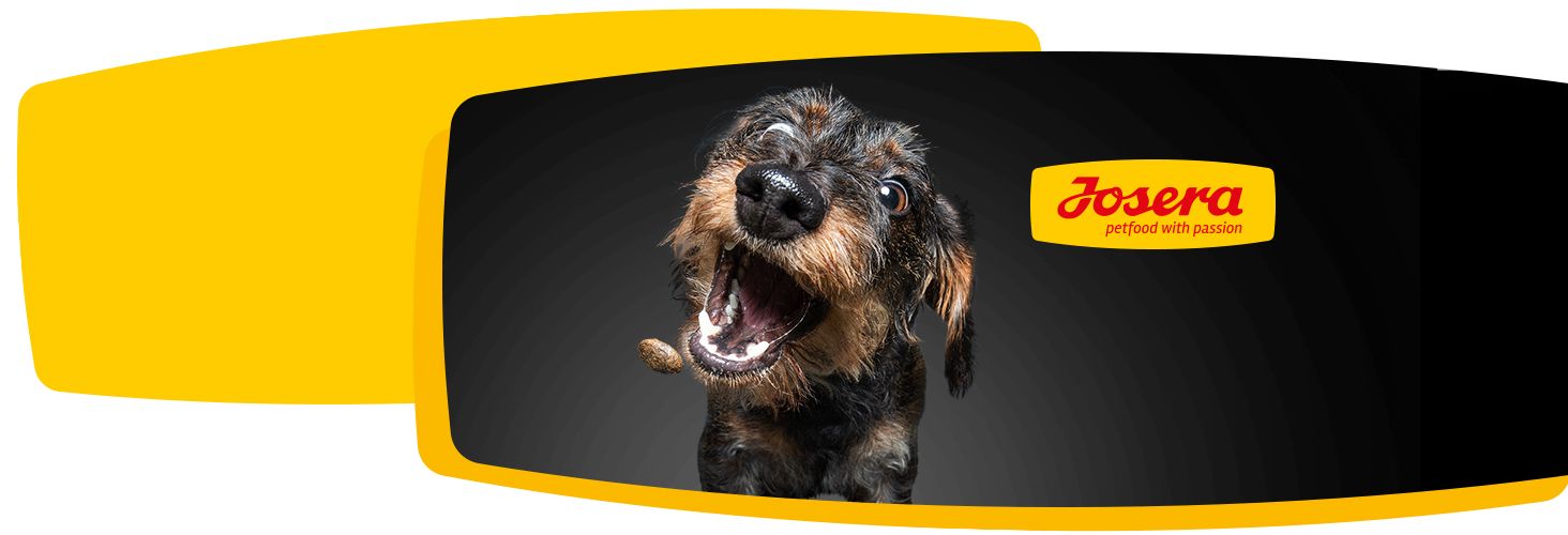 Dobry skład karmy - szczęśliwe zwierzę Dobry skład karmy - szczęśliwe zwierzę